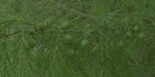 Juniperus spp