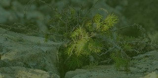 Planta